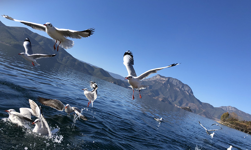 風光類 白泓—翱翔 (2)_副本.jpg