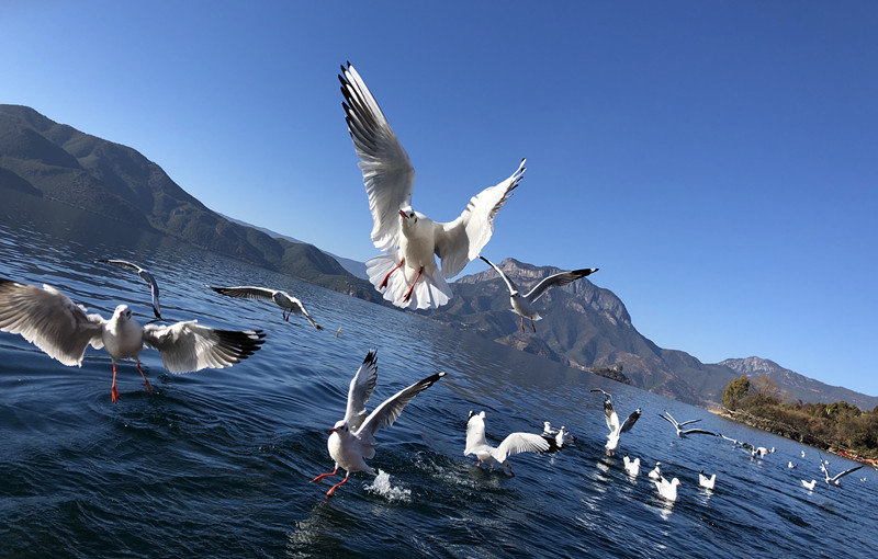 風光類 白泓—翱翔 (1)_副本.jpg